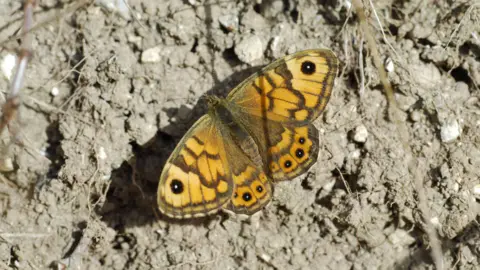 A Wall Brown butterfly. It is on dry, grey soil. The butterfly is a mix of orangey/yellow and black colours.