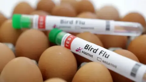 Reuters Two thin plastic test tubes, with green lids, with white labels on them with black type stating Bird Flu and a tick inside a box next to the word POSITIVE. The test tubes have been placed on hen's eggs.