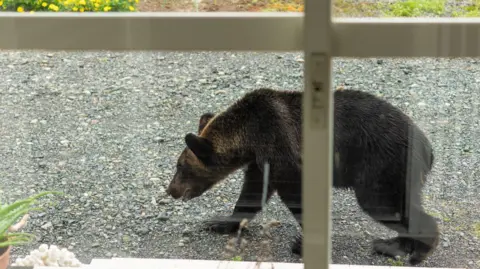 iStock/Getty Images Brown Bear sighted at a house entrance in Hokkaido seen from the inside of a building, through a door window