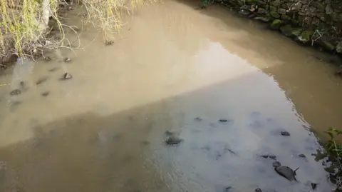 A light brown stream with stones and some green overhanging leaves