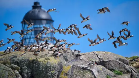Piotr Slusaczyk Puffins taking flight above rocky cliffs near a lighthouse.