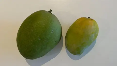 A standard mango, of no specific description (left) next to a Kesar mango