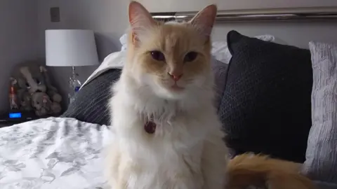 Peter Ashton A ragdoll cat sits on its back legs on a bed. It has white fur with some lighter brown patches around its face and ears.
