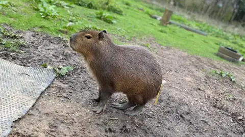 Hoo Zoo and Dinosaur World Cinnamon the capybara stands side-on in her enclosure 