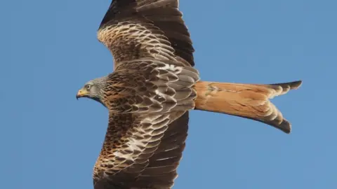 A red kite seen soaring through the air - it is a distinctive bird of prey, easily recognised by its reddish-brown body, angular wings with white patches, and long, deeply forked tail.