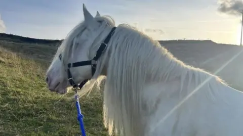 A white horse in a field. He has a black bridle on and a blue lead. 