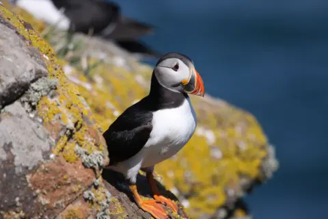 Wildlife Trusts of South and West Wales/Lynne Newton A puffin sits on a rock. 
