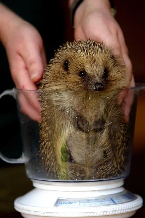 PA Media A hedgehog is being weighed by being placed into a plastic jug which sits on a scales.