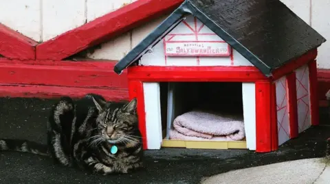 Hendrix sleeping with his toes curled up next to a miniature version of the Saltburn Pier Amusements building. It is a tiny read and white pier cat house with a black roof and a writing above the entrance saying Hendrix's Saltburn Pier. There is pink towel inside.
