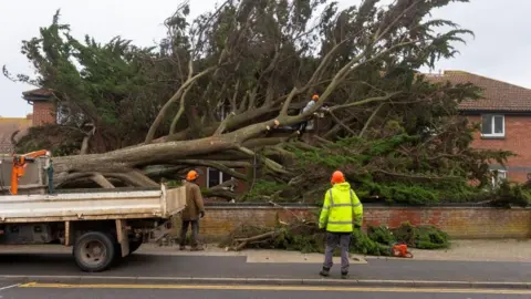 Rex Features A large evergreen tree has been toppled in strong winds by Storm Darragh on a residential road in Burnham-on-Sea. The tree has fallen across the front gardens of adjacent houses, completely covering them. Workmen are busy trying to remove it, using a chainsaw and safety equipment.