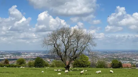 The view from Dundry Hill, with a tree and some sheep in the foreground and Bristol in the background