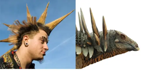 Getty/Matt Dempsey Picture of a male punk rocker on the left who has spiky hair and a studded black leather jacket and on the right a close up of the new dinosaur's head which also has spikes coming out of
