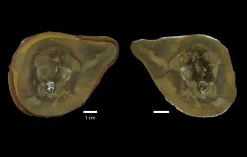 The image shows the inside of inside of the fossil and was obtained using sychrotron imaging. 