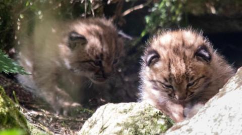 Carpathian lynx kittens