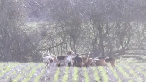 A pack of hunting dogs in a field. The image is slightly blurred and shows trees without leaves behind the dogs. 