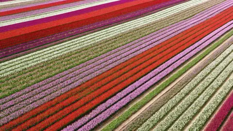 Rows of red and pink tulips in a field