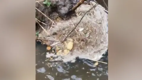 Leslie Crozier A picture of brown pollution in a river with dark water. There are twigs and plant roots around the pollution.