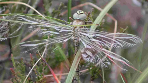 A white-faced darter dragonfly sits on a green stem of a plant on a peatland bog. The dragon fly has a beige and green body and head. Its wings are translucent. 
