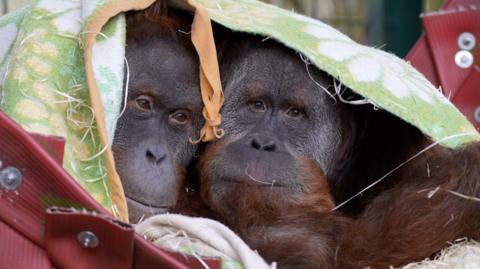 Sumatran orangutan brothers Hadjah and Malou
