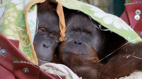 @portlympnepark Sumatran orangutan brothers Hadjah and Malou