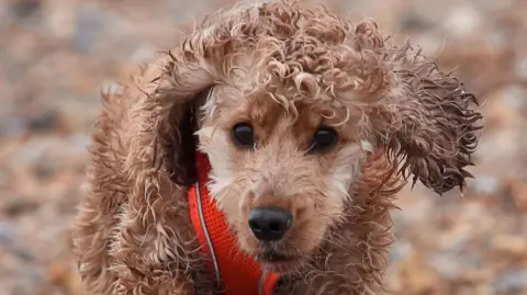 PA Media A miniature poodle with wet fair walking along a stony beach during a rainy day while wearing an orange harness for its leash.