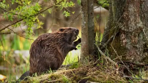 Derbyshire Wildlife Trust/Shutterstock A Eurasian Beaver is pictured next to a tree