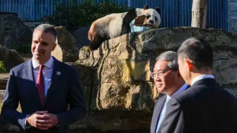 getty Wang Wang the panda chews on a box as South Australian Premier Peter Malinauskas and China's Premier Li Qiang listen to a Zoo ranger at Adelaide Zoo on June 16, 2024 in Adelaide, Australia. 
