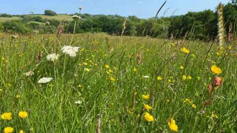 Dorset Wildlife Trust Kingcombe Meadows