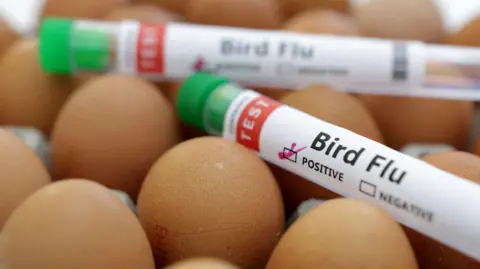 Test tubes with bird flu samples are laid across eggs.