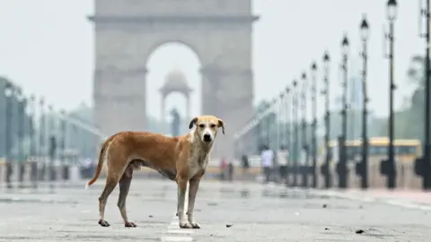 A stray dog is pictured at the Kartavya Path near India Gate in New Delhi on August 12, 2025.