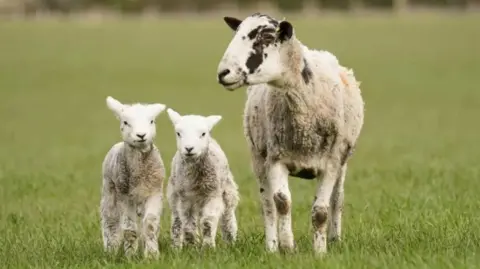 A close-up of a white sheep with some black spots on its head and two white lambs standing in a field of green grass.