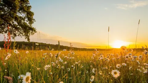 Sun sets over field of daisies with trees in background. Part of a tree closer up to the left side of frame