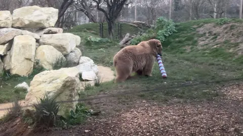 A brown bear with a large cardboard purple and blue tube in its mouth, walking away from a pile of boulders