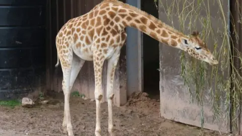 Born Free  A giraffe stretches its neck to eat some vegetation.