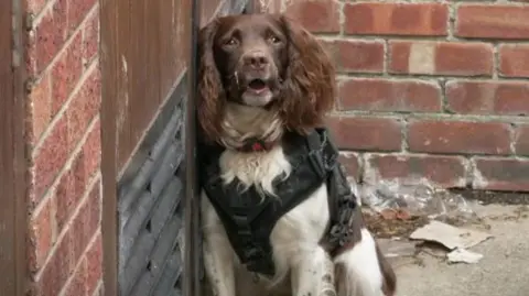 A brown and white spaniel has its mouth slightly open and is looking towards the camera. It's in mid-bark and is leaning against a wooden door. It's wearing a black harness and there is a brick wall behind it.