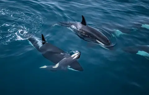 Vegard Byrkjeland Aasen Two adult orcas swim just below the surface of deep blue water, viewed from above, with one carrying the body of a deceased calf on the tip of its nose. At the upper right of the frame, the tips of two more orcas’ tails can be seen as they swim deeper into the water. There are ripples in the surrounding water.