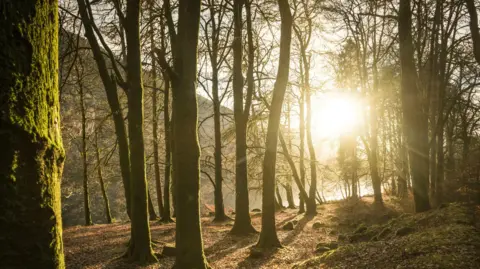 Sun light shining through a woodland
