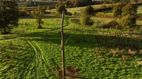 Landscan UK A dead tree in a green field. The trees is tall and thin and has no flowers growing. It has a couple of branches bolted to its trunk. Trees and grass are growing around it. There are shadows on the ground from other trees.