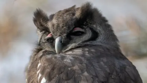 A close up of a Verreaux's eagle owl