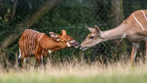 Gemma Davis/ Marwell Zoo A chestnut and white striped mountain bongo calf with its mother - touching noses