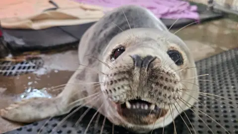 GSPCA A close up of a seal looking directly at the camera. The grey mammal is sat on the ground with its right flipper visible. Its bottom teeth are visible in its slightly open mouth. It has dark brown eyes and prominent whiskers.