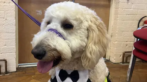 Poga is wearing a bow tie/dinner jacket bandana. The dog has curly white fur. 