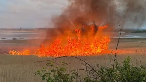A section of reed bed burns intensely, with red flames and black smoke billowing into the sky.