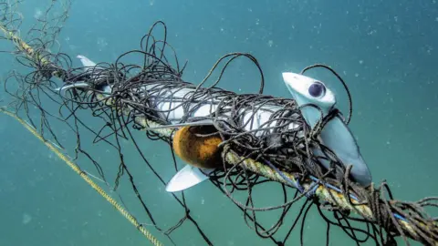 Humane World for Animals An endangered scalloped hammerhead shark is wrapped in several layers of black netting