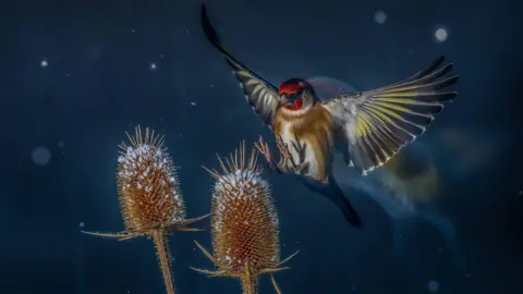 BPOTY Competition This picture of a European Goldfinch taken in France during winter came second in the competition's Birds In Flight category