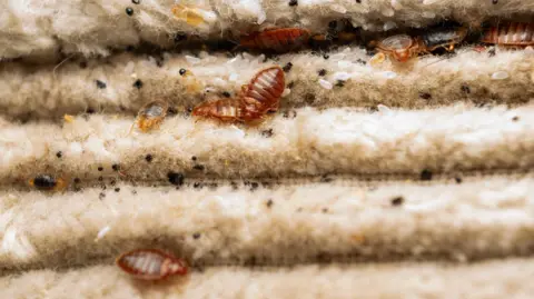 Bedbugs in mattress 