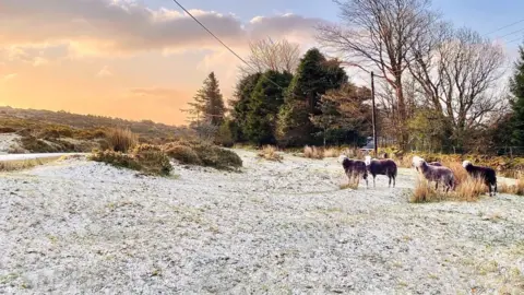 The picture shows a frosty moorland scene at sunrise with soft orange light breaking through the clouds on the left side of the sky and a cooler blue tone on the right. The ground is lightly covered with snow or frost, creating a pale, speckled layer over the grass and low vegetation. A small group of sheep stand on the right side of the image, close to a patch of taller, dry grass. They are facing slightly towards the camera, spaced naturally as if they have paused while grazing.