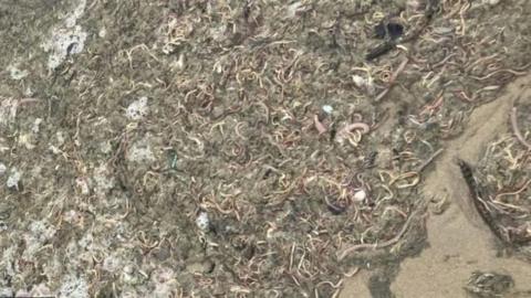lugworms and ragworms dead on Minnis Bay beach