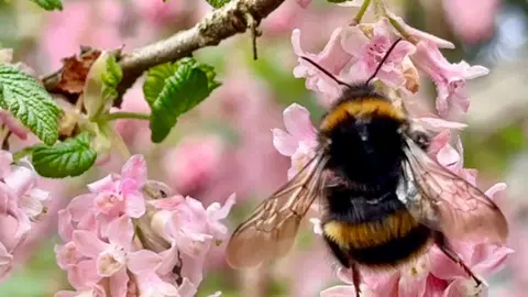WANDER VISION A yellow and black bumblebee in pink blossom in Morpeth, Northumberland.