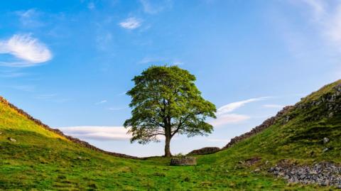 The tree at Sycamore Gap before it was cut down